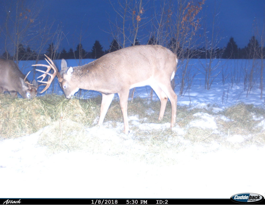 Big Whitetail Buck in Snow